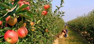 昭通蘋果種植技術指導基地