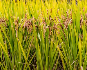 西雙版納富硒水稻